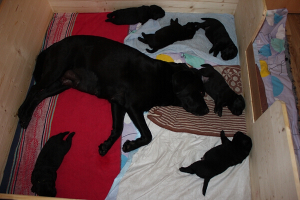 Rina und Welpen 13. Tag