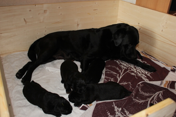 Rina und Welpen 14. Tag