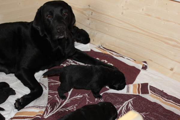 Rina und Welpen 14. Tag