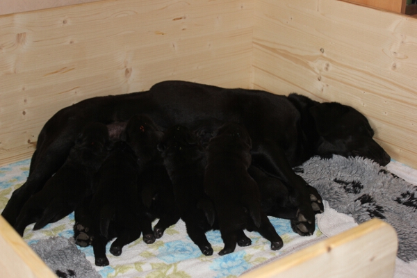 Rina und Welpen 16. Tag