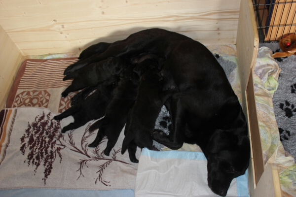 Rina und Welpen 19. Tag