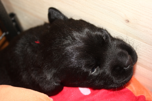 H�ndin rot 20. Tag