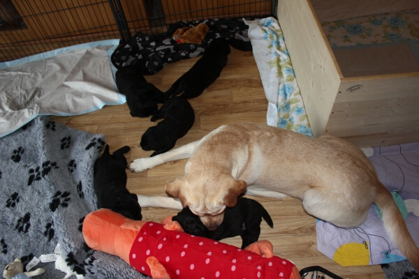 Silva mit Welpen 20. Tag