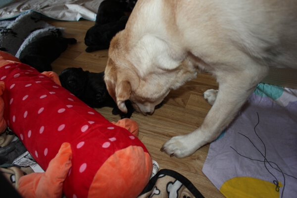 Silva mit Welpen 20. Tag