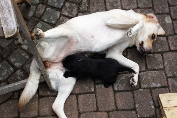 Silva und Welpen 4. Woche