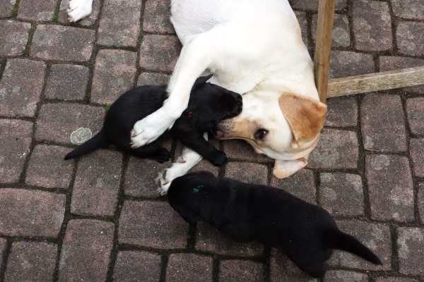 Silva und Welpen 4. Woche