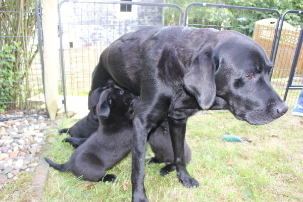 Rina und Welpen 6. Woche