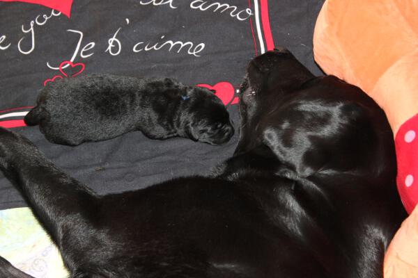 Rina und Welpen 4. Tag