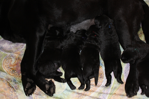 Rina und Welpen 7. Tag