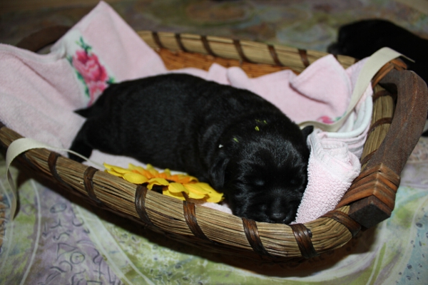 H�ndin gelb 7. Tag