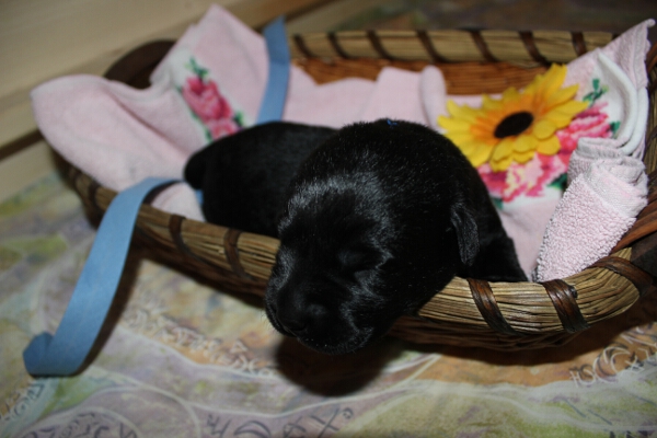 R�de blau rot 7. Tag