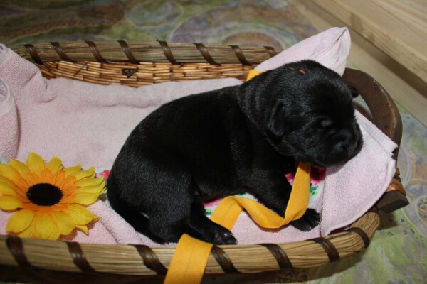 H�ndin gelb 7. Tag