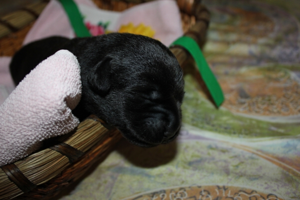 H�ndin gr�n 7. Tag