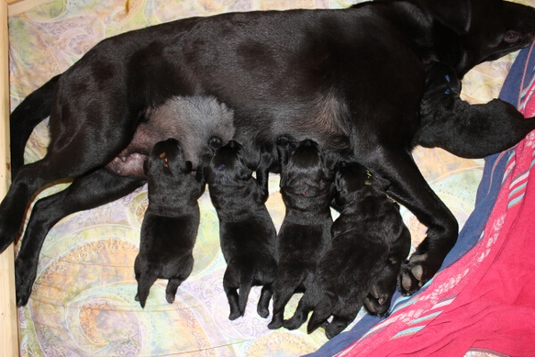 Rina und Welpen 8. Tag