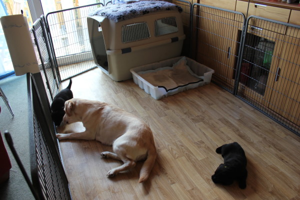 Silva und Welpen 5. Woche