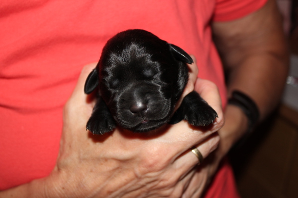 H�ndin gelb  1.Tag 2 600x400