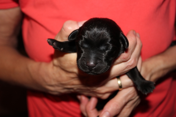 H�ndin gr�n  1.Tag 2 600x400