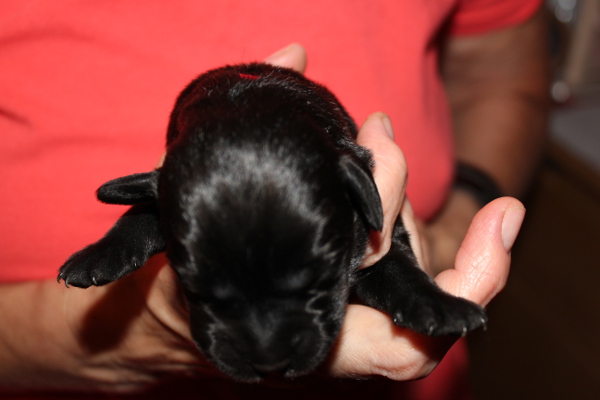 H�ndin rot  1.Tag 2 600x400