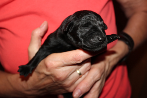 R�de blau  1.Tag 2 600x400