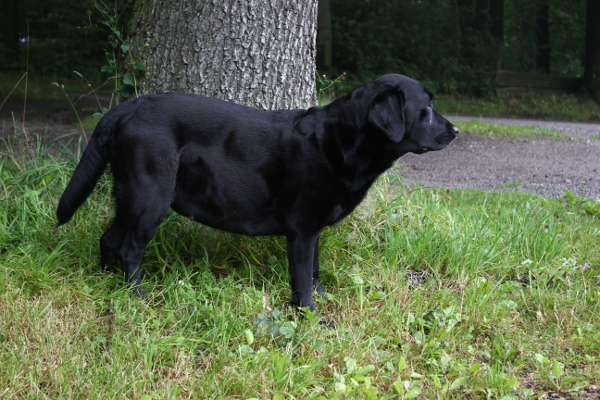 Rina 55 Trchtigkeitstag Standbild 1 600x450 025