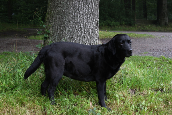 Rina 55 Trchtigkeitstag Standbild 2 600x400021